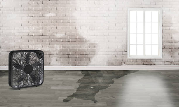 Best Carpet water damage restoration  in Radisson, NY